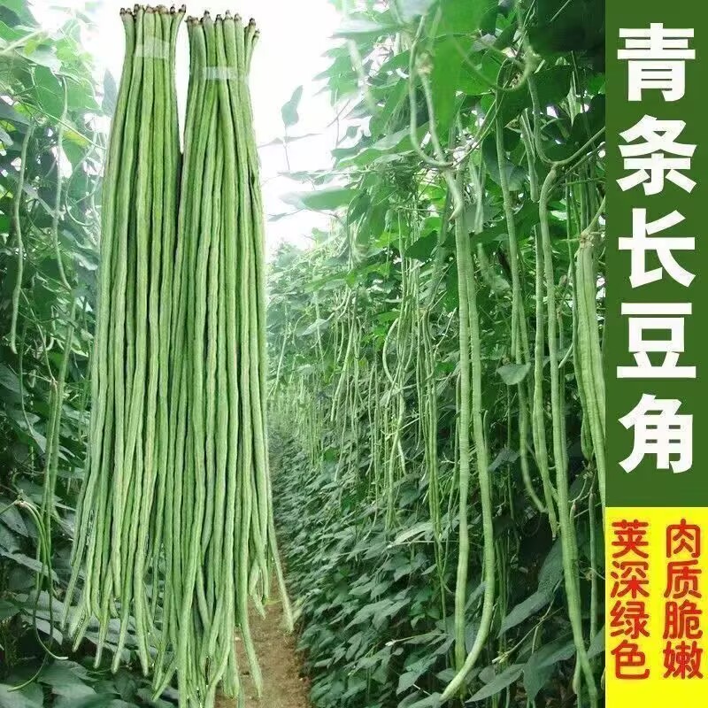 西双版纳高山露天种植新鲜长豆角豇豆角  全运会山东健儿吃豆橛子