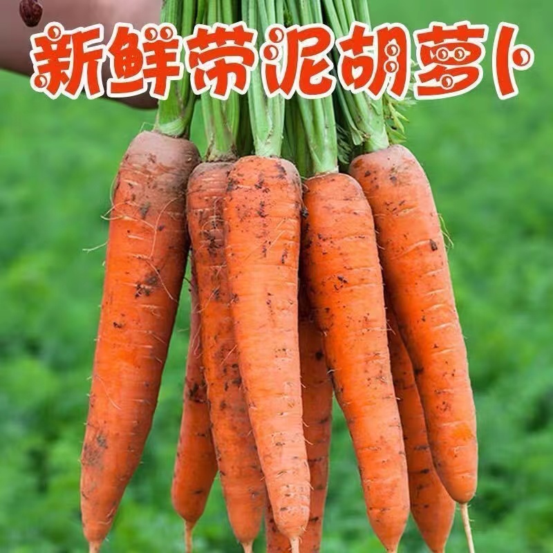 【粉丝福利 搞活动】潍坊农家自种新鲜现拔带泥胡萝卜（5斤 ）脆爽