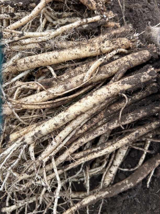 甘肃原产地种植党参干货