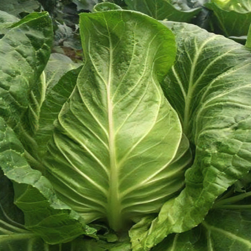 四川牛心包菜新鲜流星莲花白鸡心包菜尖尖菜时令农家蔬菜3/5斤