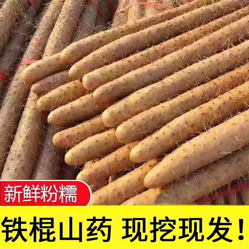 铁棍山药小白嘴山药淮山药新鲜种植产地直发带土5斤