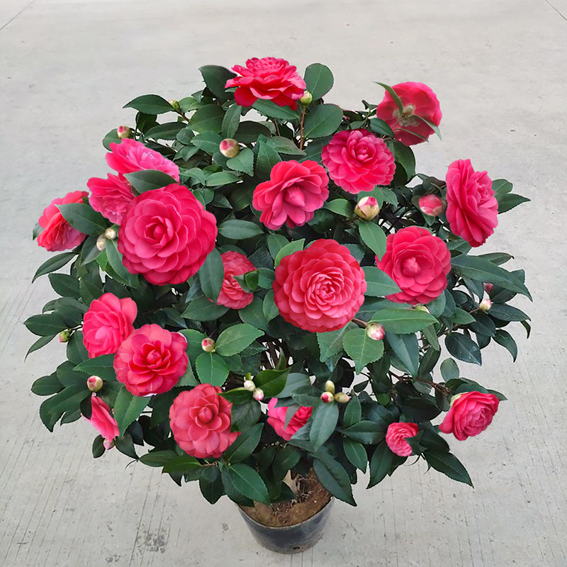 茶花苗盆栽种植四季树苗山茶花苗室内植物好养五色赤丹浓香型花卉