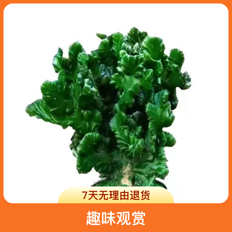 玉麒麟室内外彩麒麟盆栽发货仙人掌盆栽喜爱绿植春峰观赏客厅种植