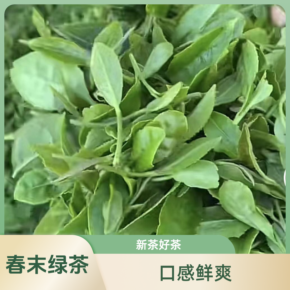 春末绿茶崂山绿茶茶香袋装健康茶叶春季每袋250克青岛崂山茶