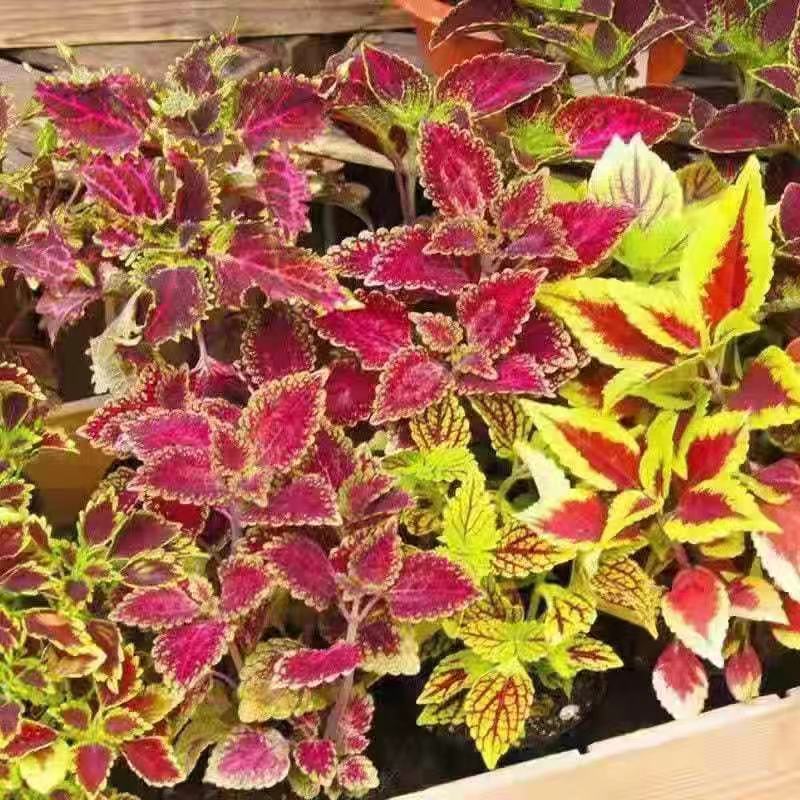 彩叶草种子观叶花草观赏四季播易活室内阳台庭院盆栽花卉花籽草籽