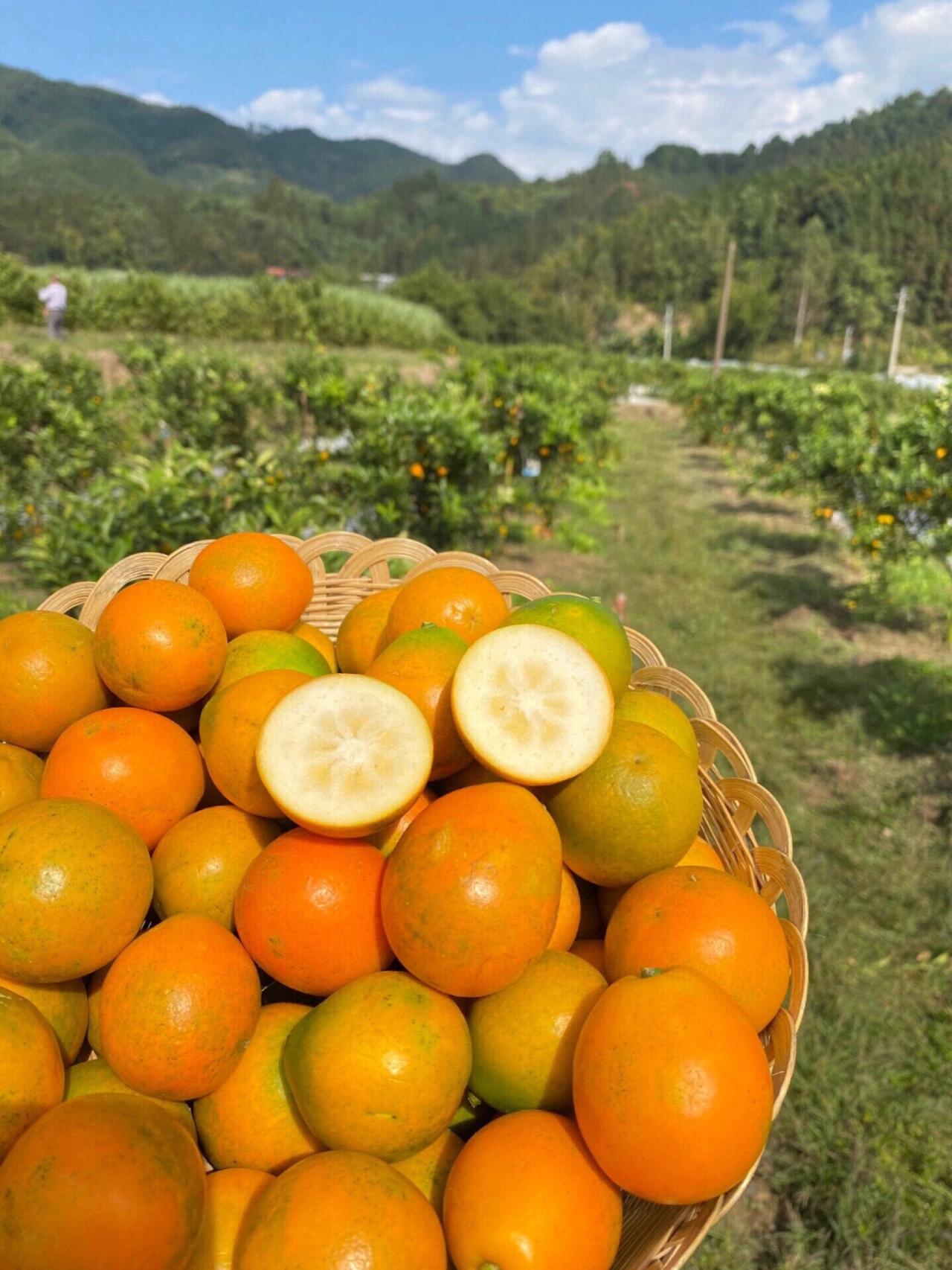 正宗融安原产地脆蜜金柑（家庭装）无酸无籽爽口多汁应季水果