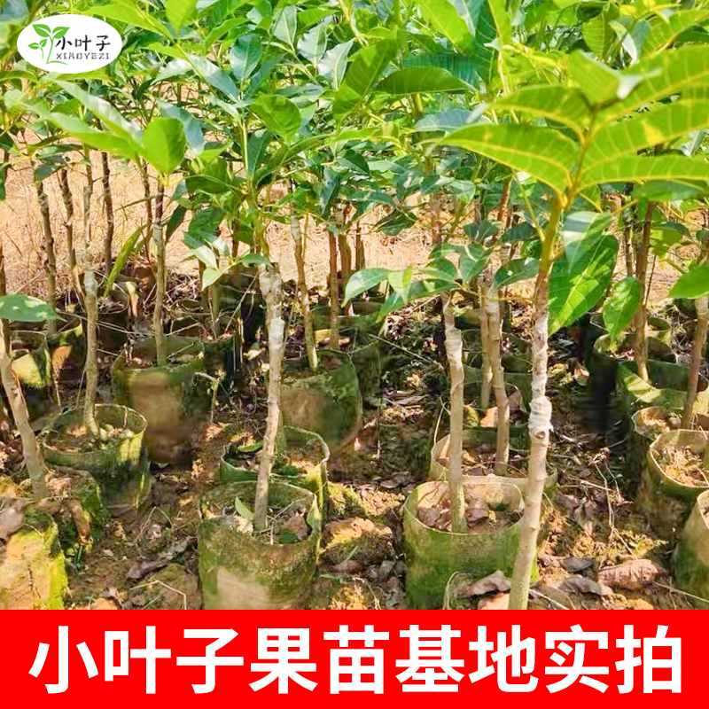 【中秋&双11】嫁接橄榄树太平洋橄榄果树苗带土营养杯油橄榄树苗