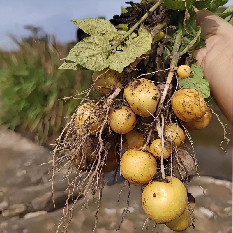 湖北黄心小土豆 农家自种 3斤  5斤包邮