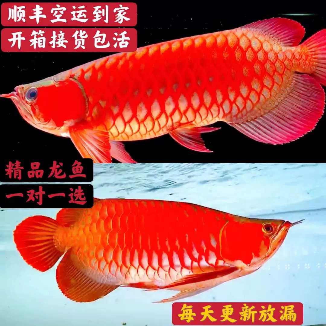 印尼大湖红龙鱼纯血辣椒红龙鱼过背金龙练手金龙蓝底金龙