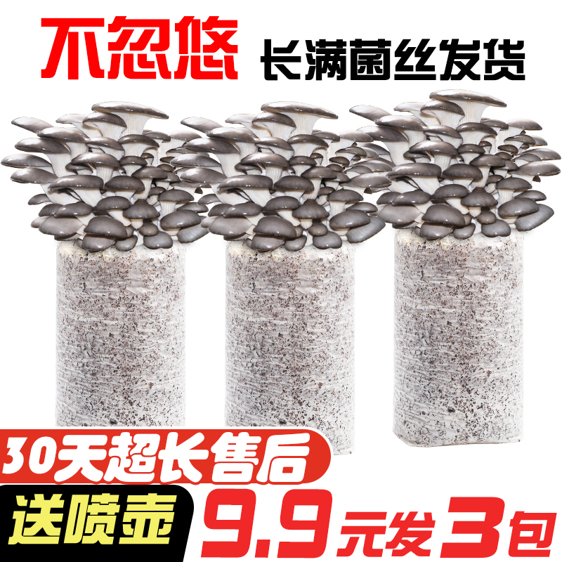 蘑菇菌包菌种种植包家种室内好种好玩菌菇包趣味种植菌棒菇种平菇