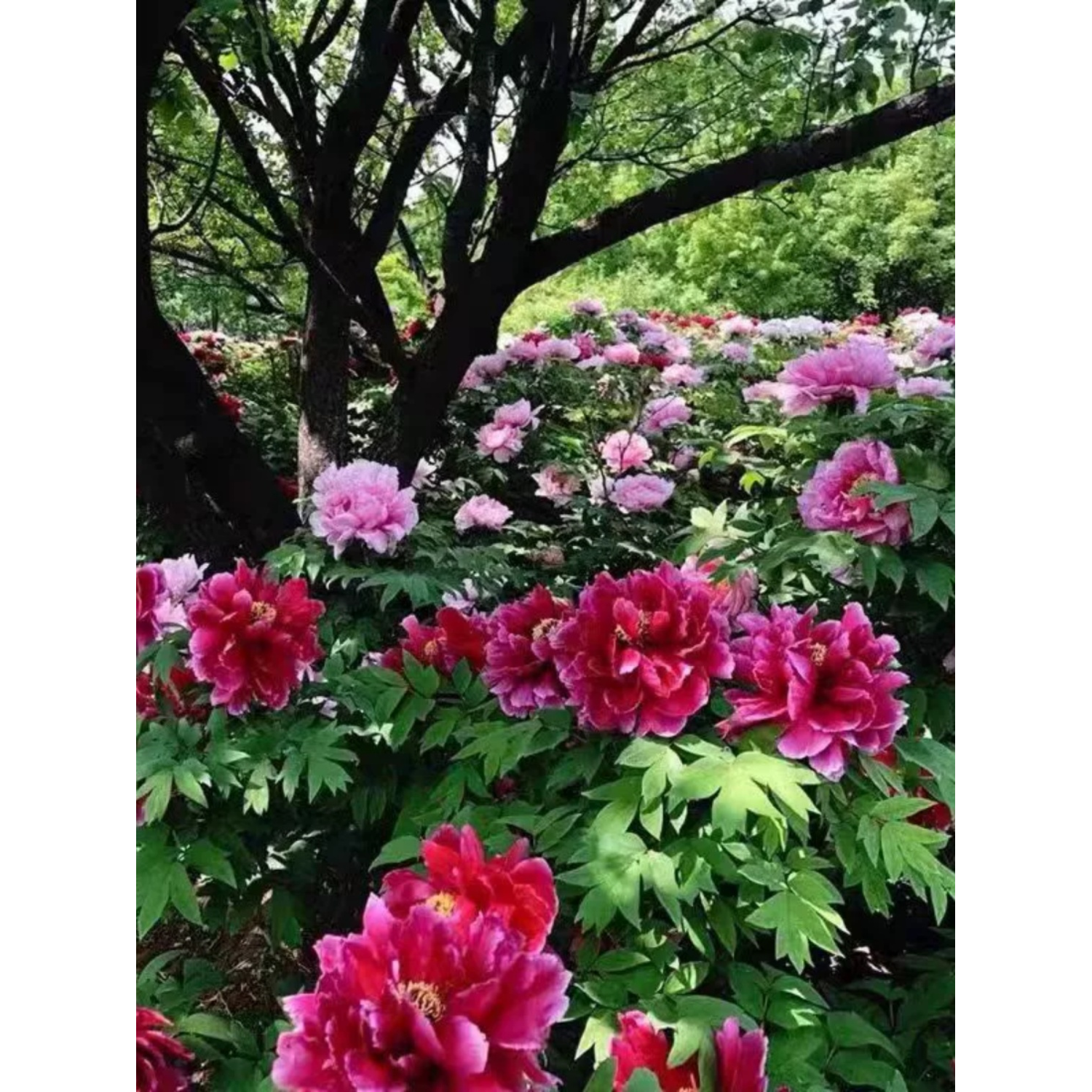 牡丹花苗带土球洛阳正宗重瓣盆栽老桩耐寒芍药庭院牡丹大苗花树苗