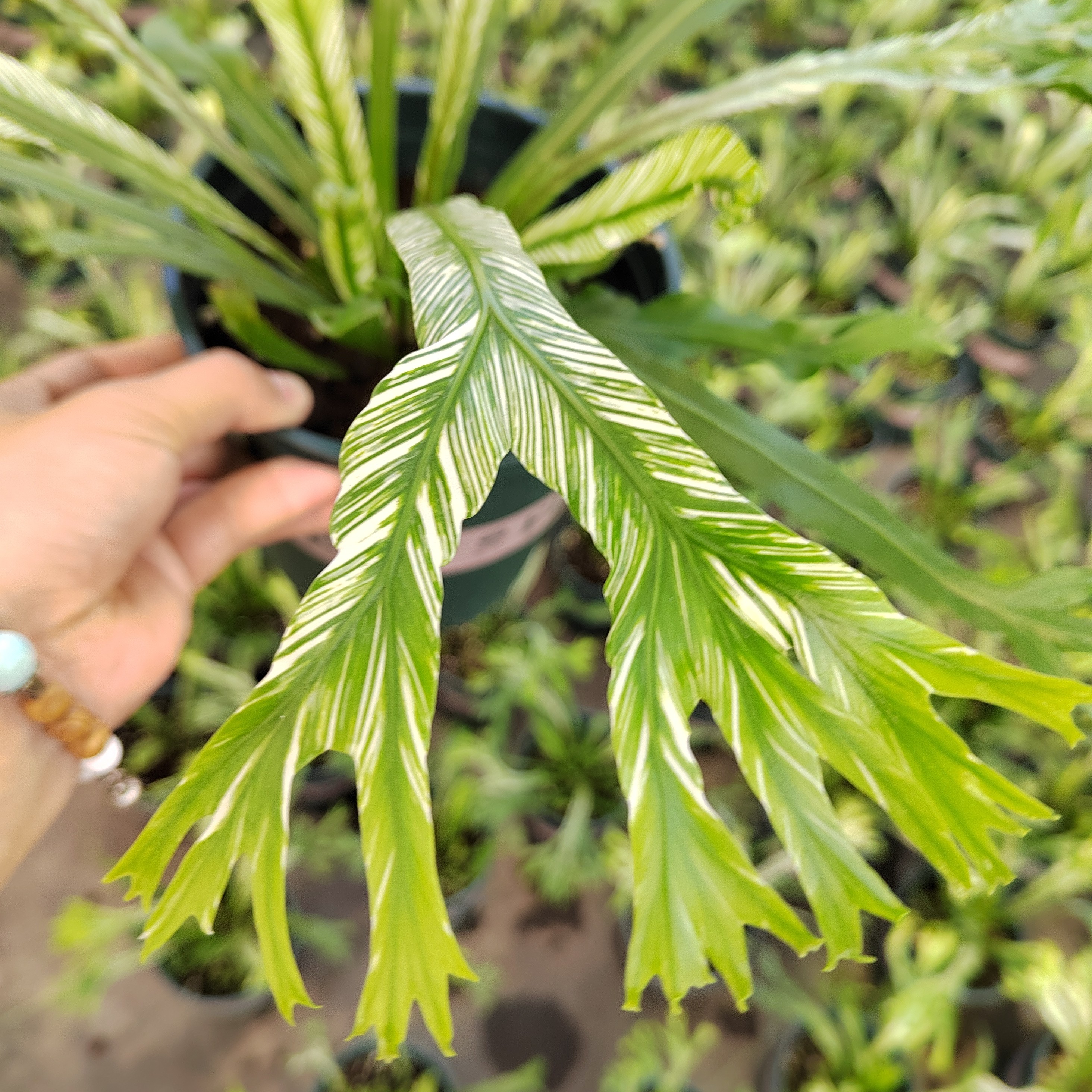 白锦鸟巢蕨白月光鸟巢蕨室内喜阴高颜值锦化绿植盆栽