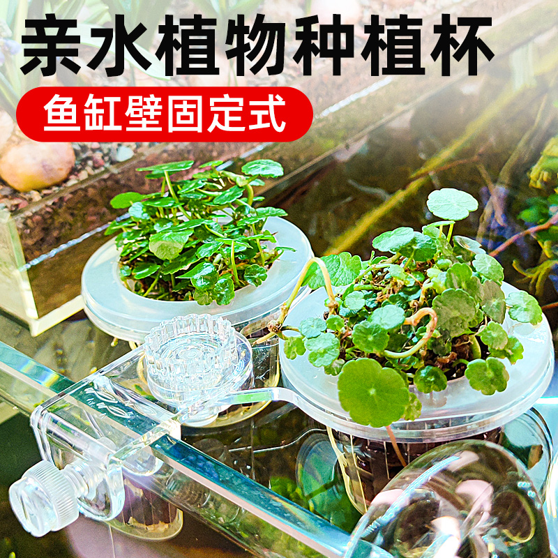 田园漫步鱼缸水培红薯苗带吸盘支架水生植物鱼缸装饰地瓜山芋盆栽