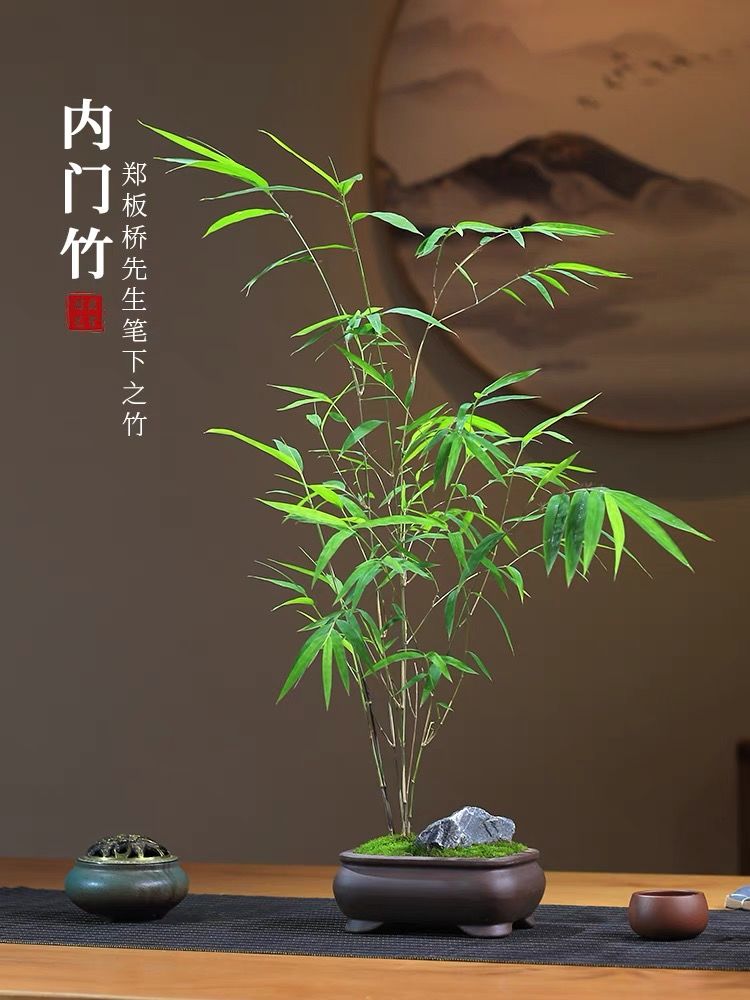 内门竹正宗台湾竹子室内盆栽盆景绿植老桩四季高雅禅意茶办公高档