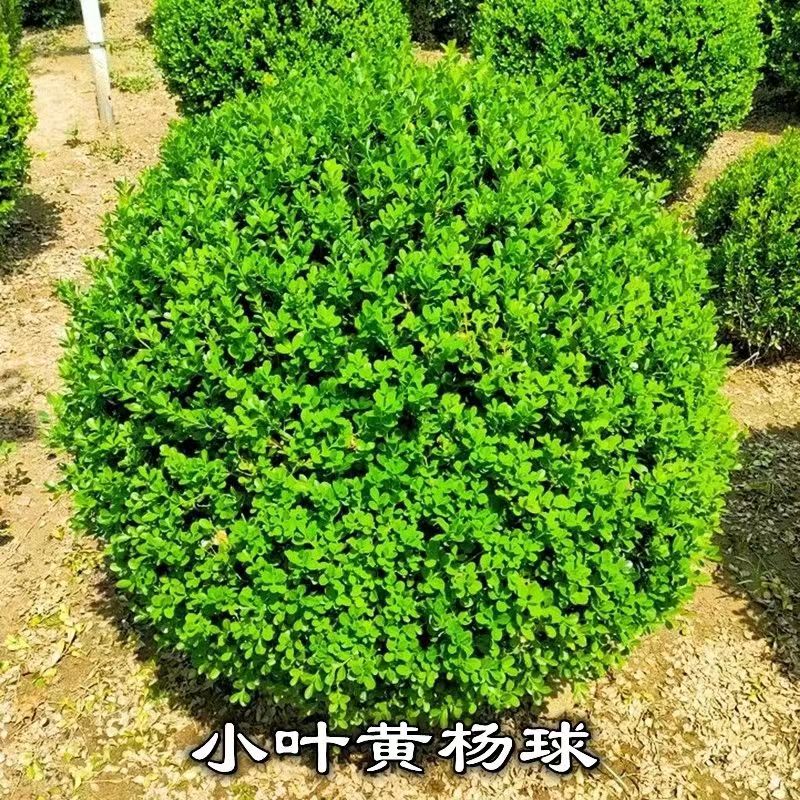 小叶黄杨树苗瓜子黄杨球庭院绿篱植物造型树盆景好养易活别墅庭院
