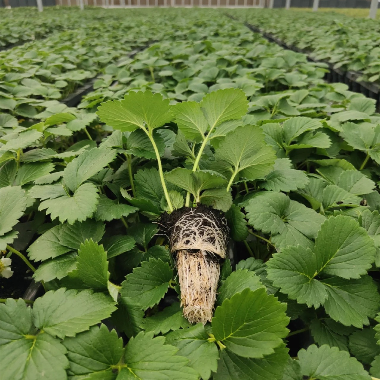 穴盘草莓苗四季结果奶油红颜苗适合南北方种植可盆栽地栽