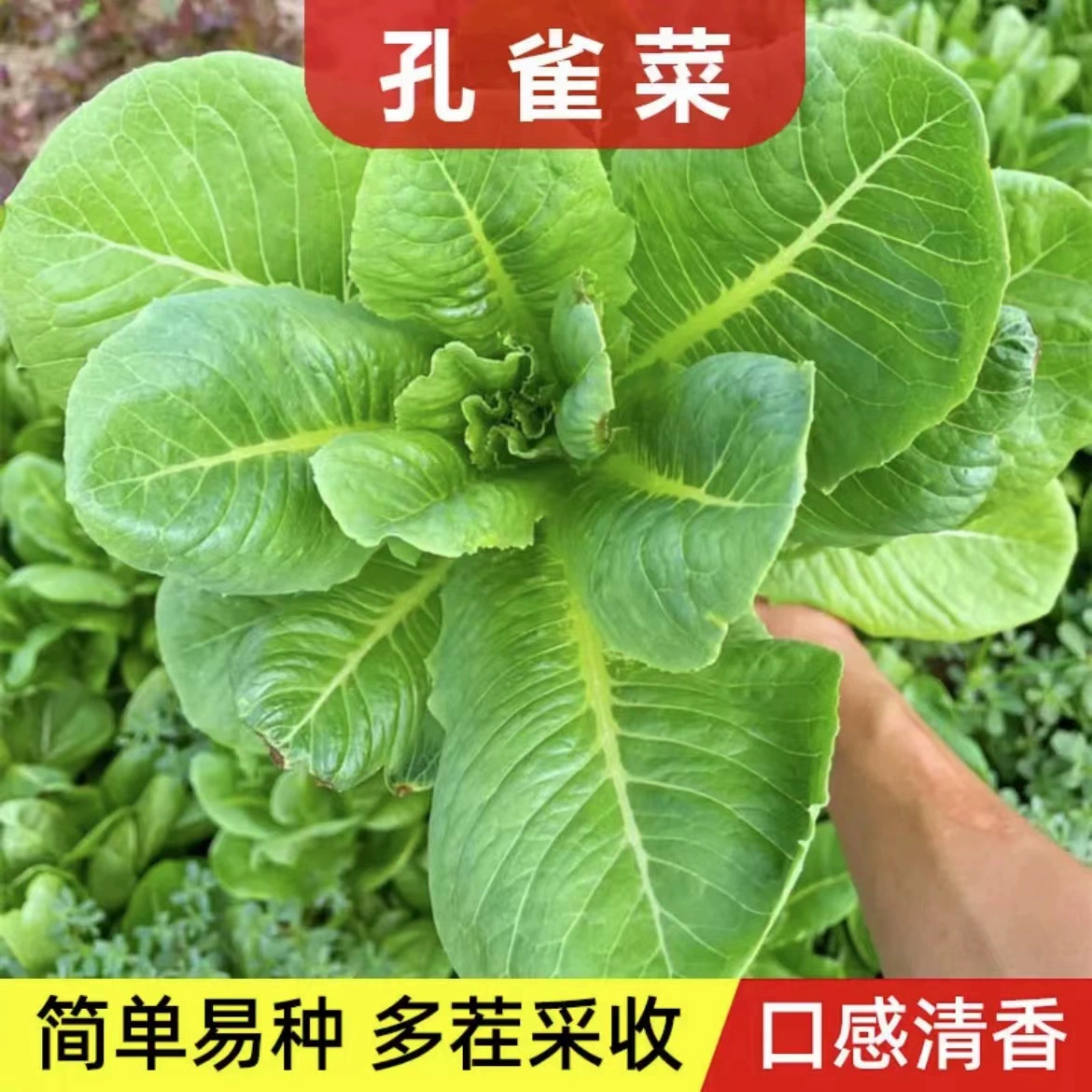 【孔雀菜种子】四季种植甜脆高钙盆栽地栽蔬菜种籽（拍2送1）