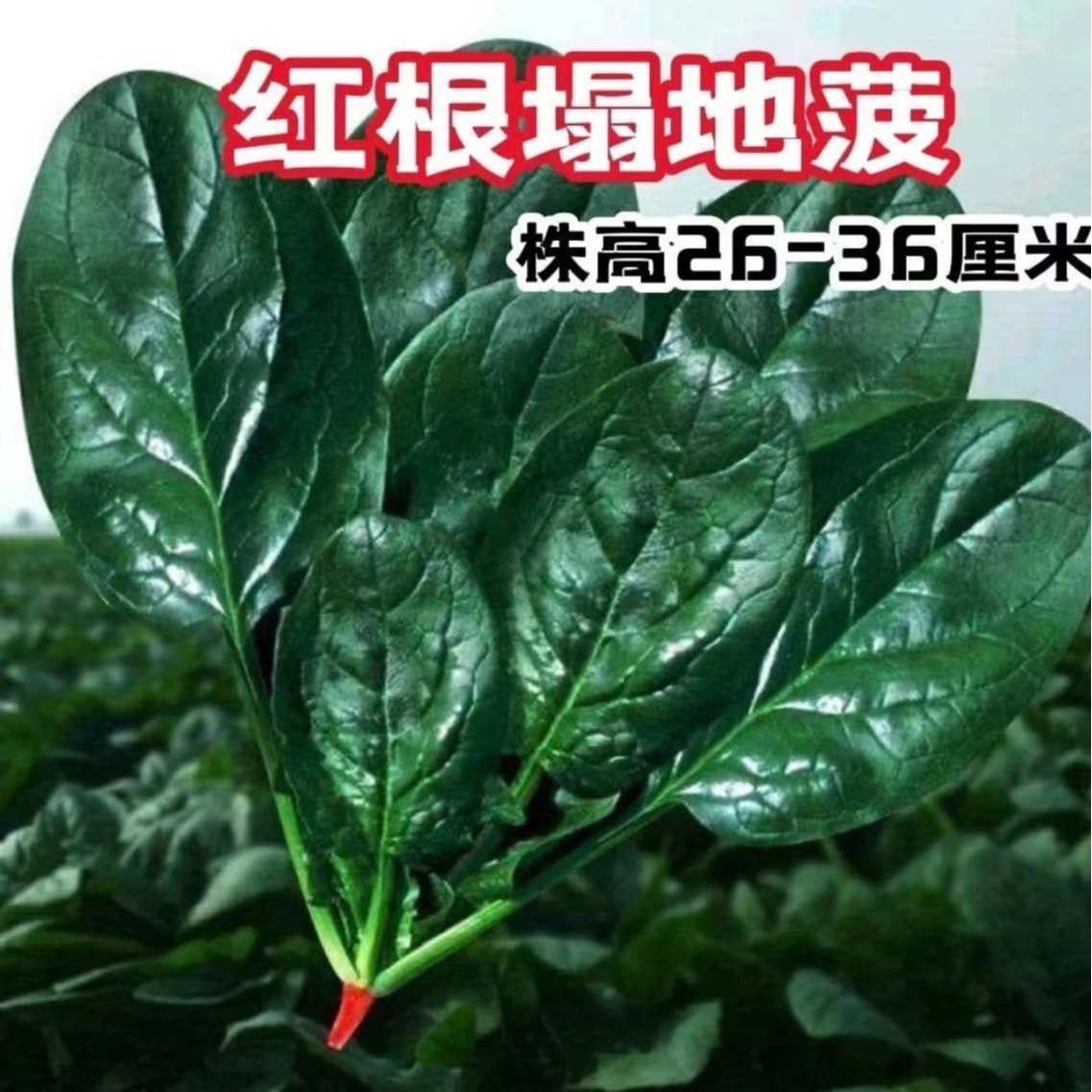 【趴地菠菜种子】好吃营养耐热不招虫没有涩味蔬菜种子（拍2送1）菜籽