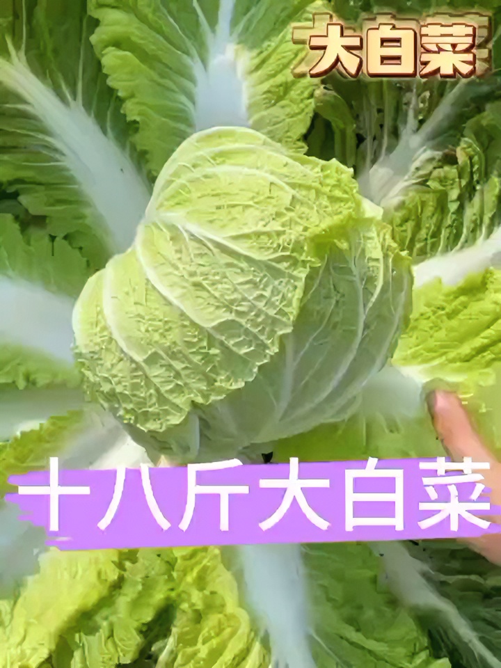 【拍2送1】棵棵十八斤大白菜种子早熟高产耐寒抗病四季播种秋冬