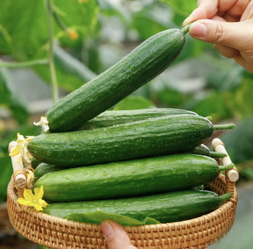 荷兰无刺水果黄瓜种子四季盆栽地栽抗病高产优质蔬菜种子【拍2发3】
