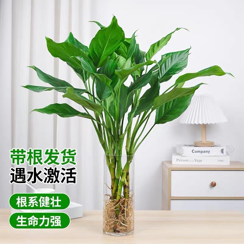 水培植物万年青盆栽室内桌面盆栽富贵竹卧室客厅净化空气好养植物
