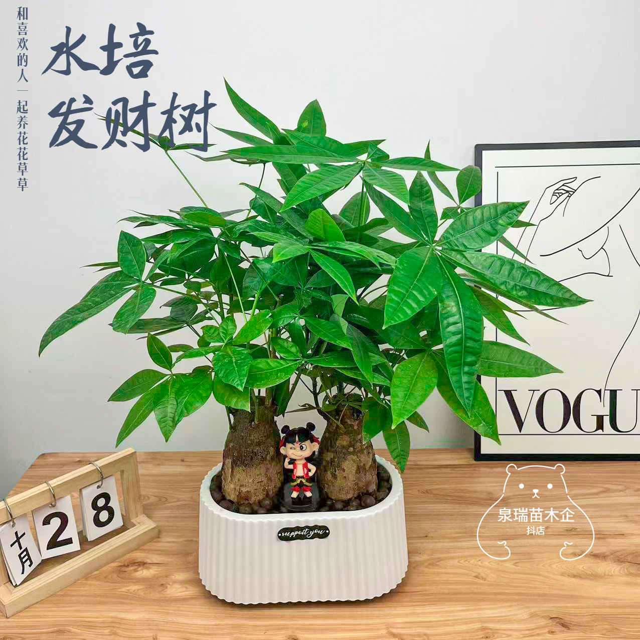 水培特大发财树双杆盆栽室内办公室植物客厅摆放绿植花卉植物花卉