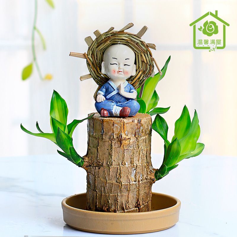 进口巴西木水培植物幸运木桌面绿植花卉室内小盆栽可水养净化空气