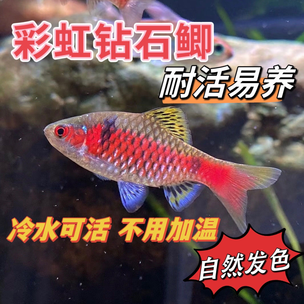 钻石彩虹鲫进口鲤科冷水耐寒耐养热带鱼原生鱼小型活体群游观赏鱼