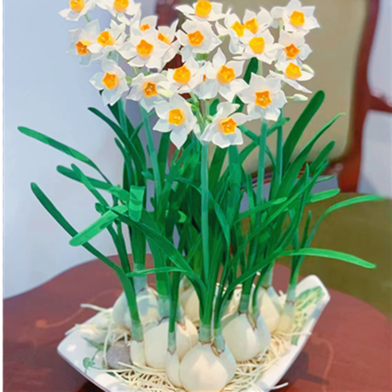 水仙花种球室内水培植物盆栽阳台四季带盆发货绿植冬季开花