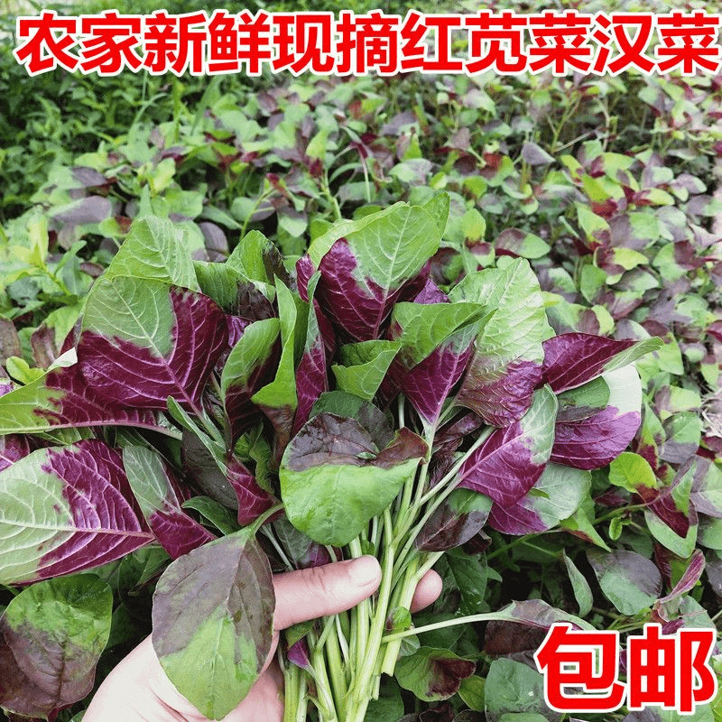 重庆农家栽种现摘应季蔬菜红苋菜红汉菜红米苋