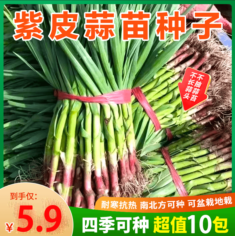 【5 • 9 元 10 包！】优质紫皮蒜苗多茬采收红皮蒜苗籽南北方四季种