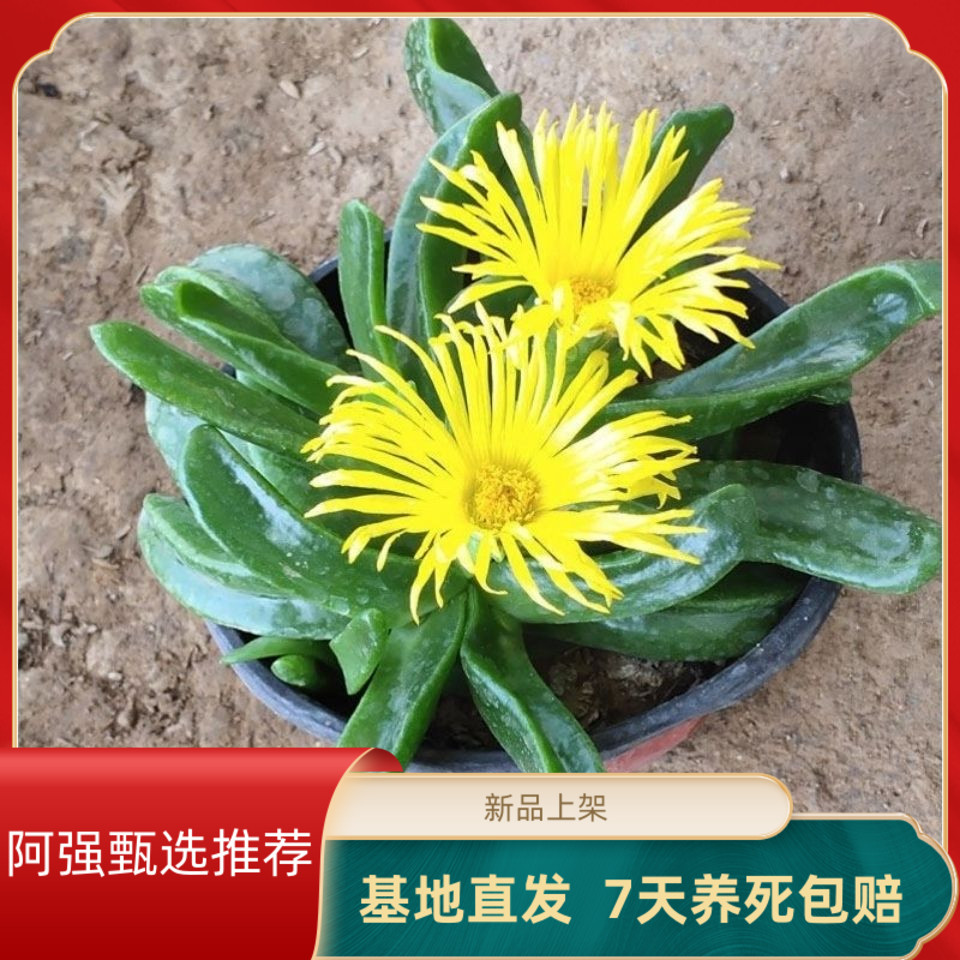 【粉丝专属】多肉植物绿植佛手托金扦插简单防辐射盆栽黄色