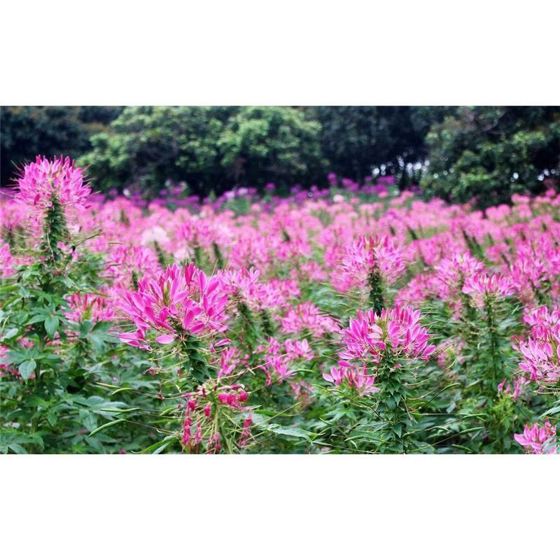 醉蝶花种子虞美人格桑花种活四季开花种籽子室外太阳花花籽庭院