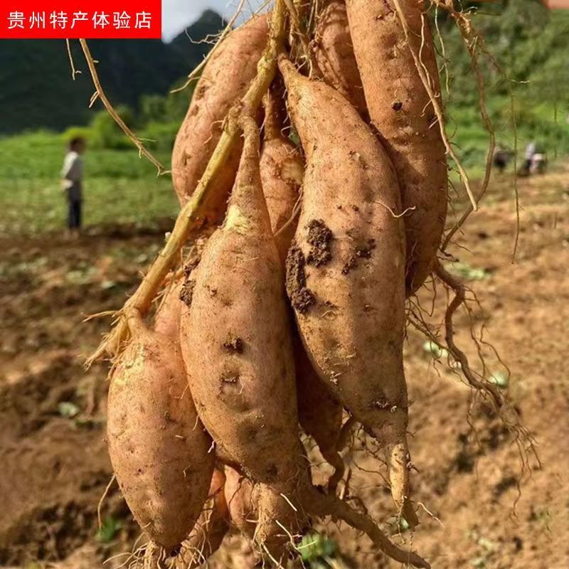 贵州紫云精品红心红薯新鲜地瓜糖心山芋番薯5斤9斤装