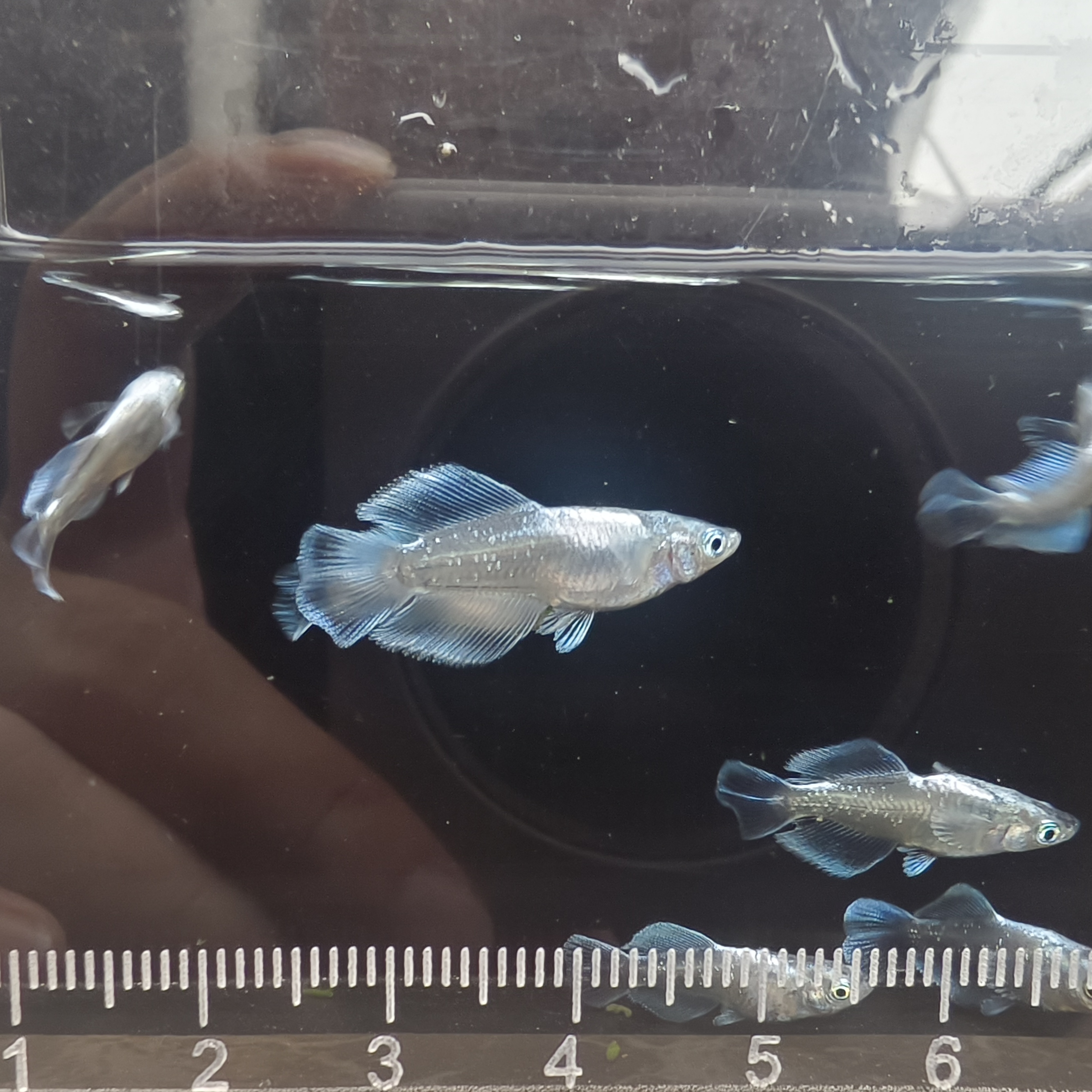 观背青鳉~光体宽鳍玛利亚~观赏鱼冷水鱼免打氧好养耐活小型淡水鱼