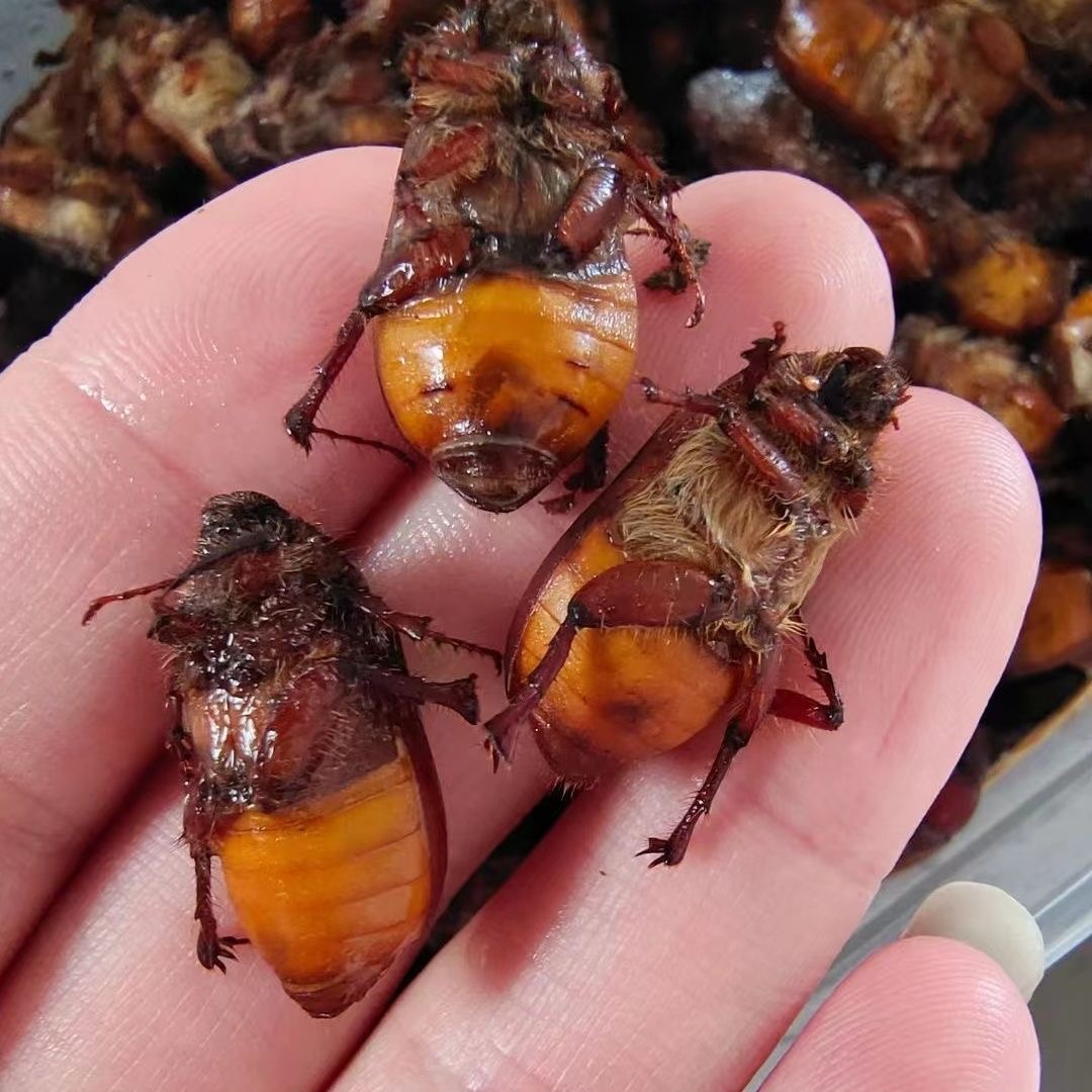 金龟子苍虫食用昆虫小胖童孩露水虫瞎创子香虫黄亮金虫铜孩瞎碰子