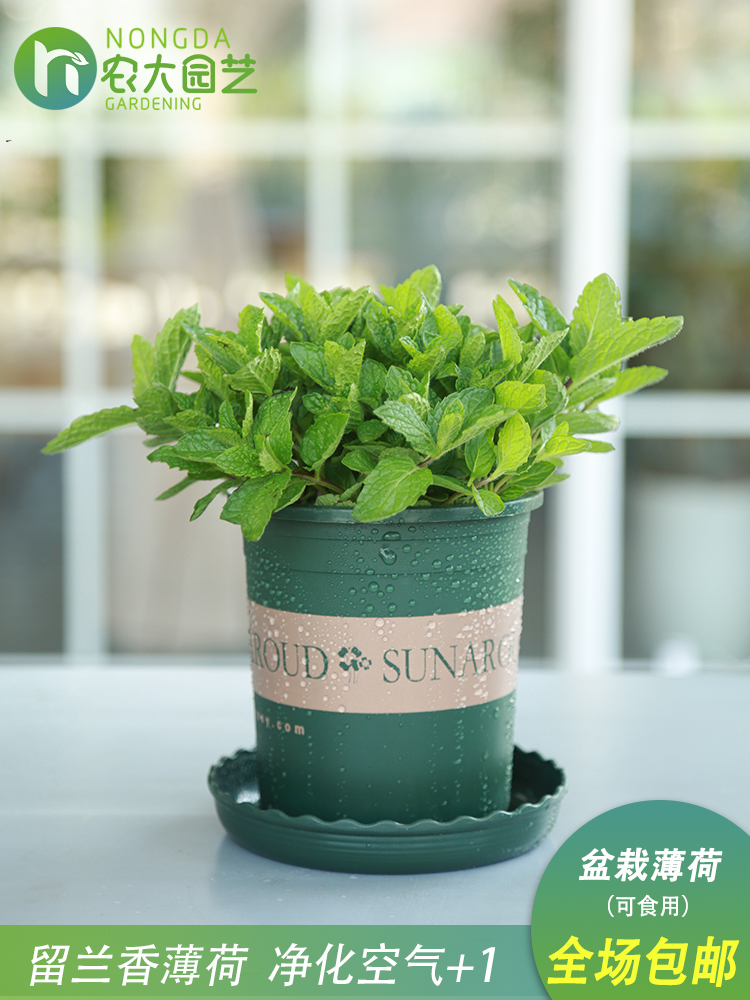 薄荷盆栽新鲜可食用薄荷叶室内水培驱蚊植物迷迭香薄荷苗绿植花卉