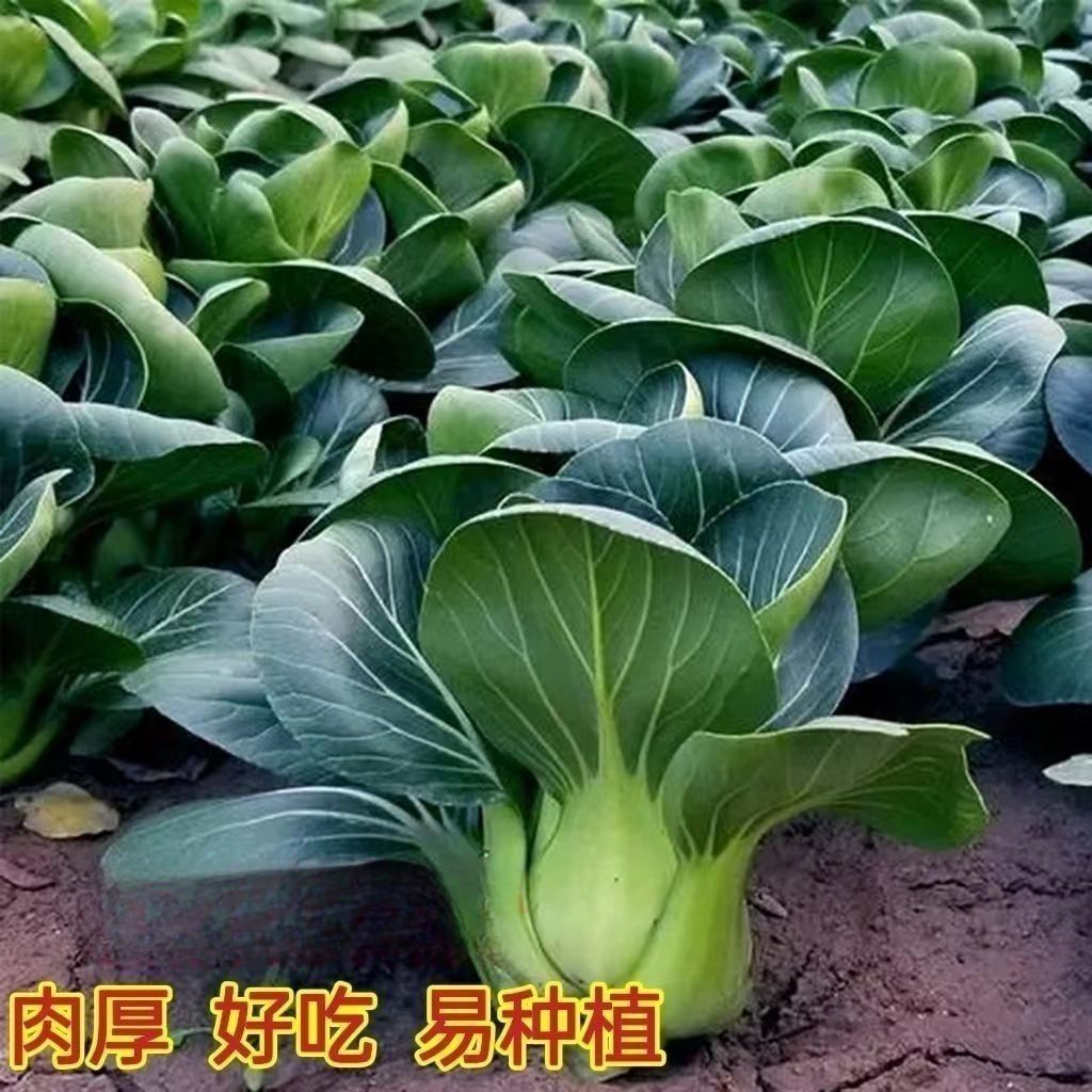黑叶矮脚苏州青种子黑大头抗寒肉厚青梗菜小油菜种籽四季青菜种子