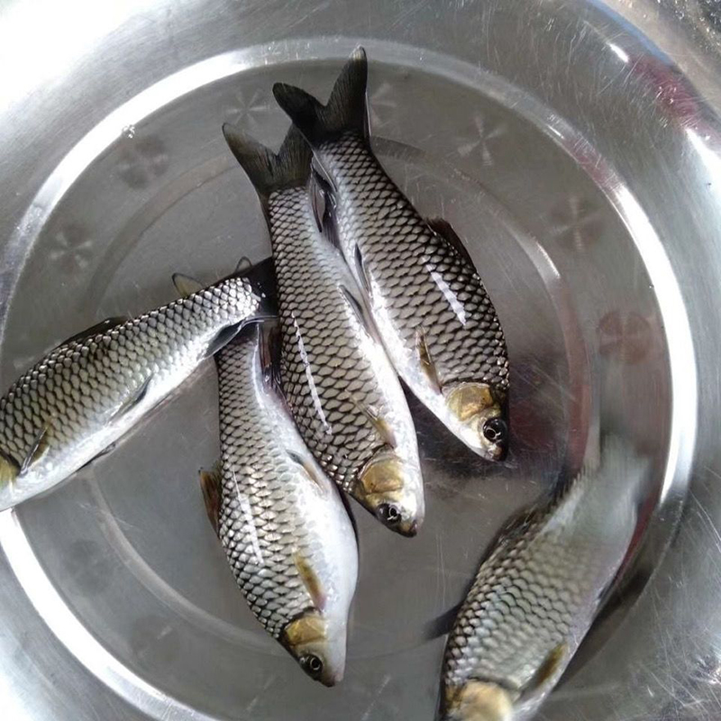 清波鱼学名中华倒刺鲃淡水鱼塘养殖食用均可