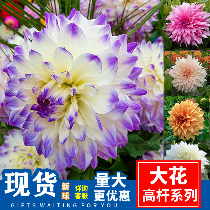 特大坨高档大丽花花根重瓣多年生阳台室外庭院四季好养地瓜花种球