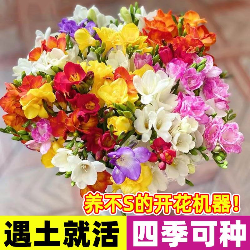 正宗浓香型进口香雪兰种球耐寒小苍兰盆栽室内外花卉四季易种多色