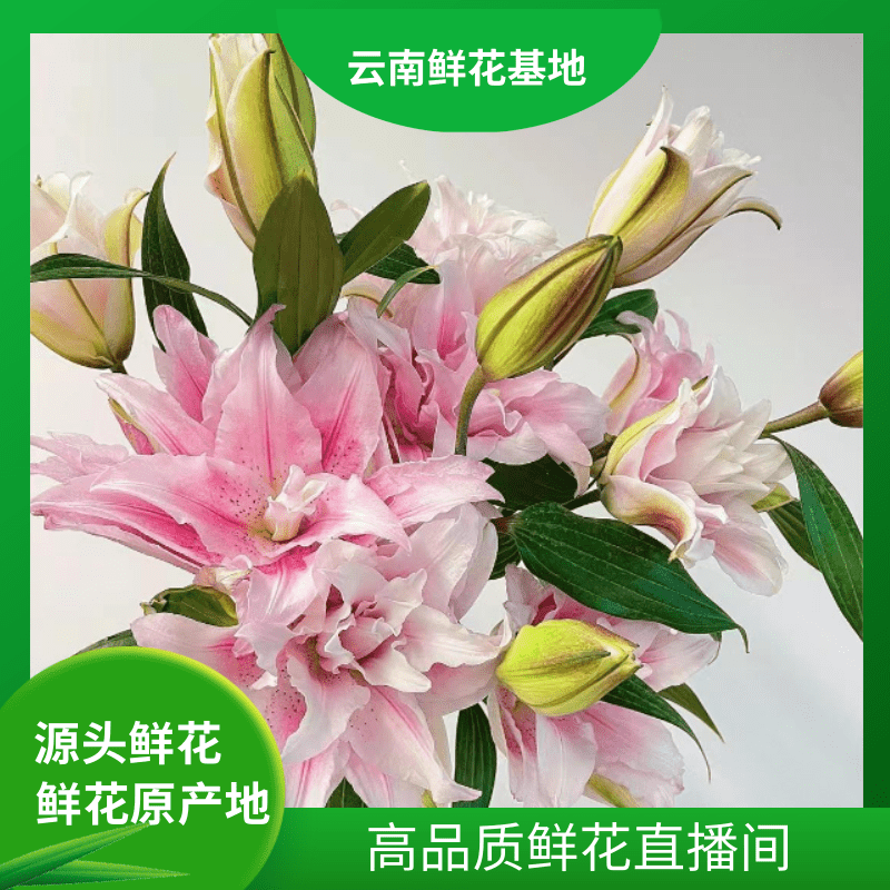 颜花【粉墨油画重瓣百合】云南鲜花基地直发两单两单升级顺丰/空运