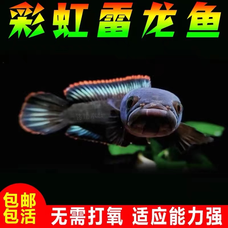 南鳢雷龙鱼冷水鱼七彩鱼淡水彩虹雷龙鱼热带雷龙鱼观赏鱼阳公