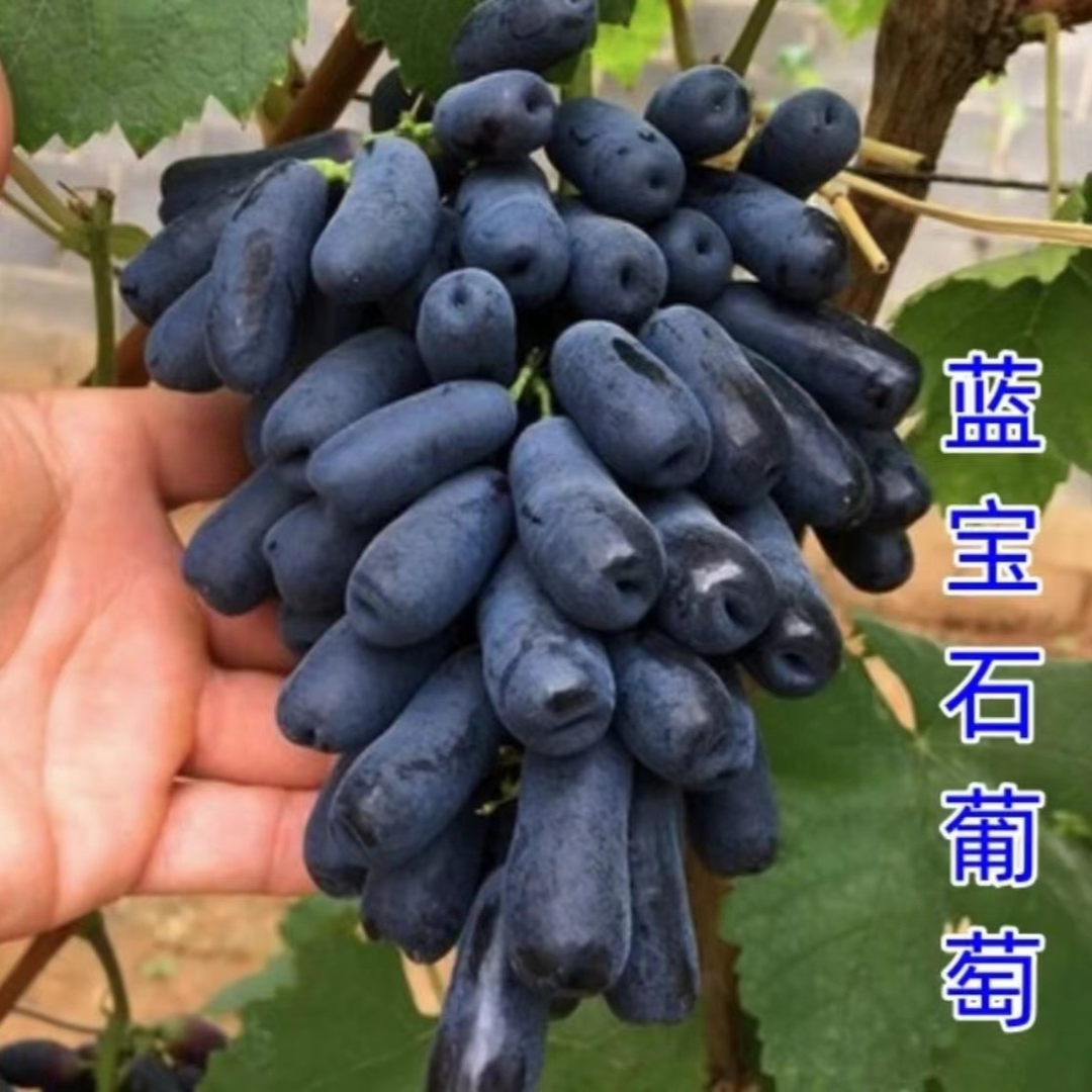 【蓝宝石玫瑰葡萄树苗】葡萄苗盆栽地栽阳台庭院四季果树苗