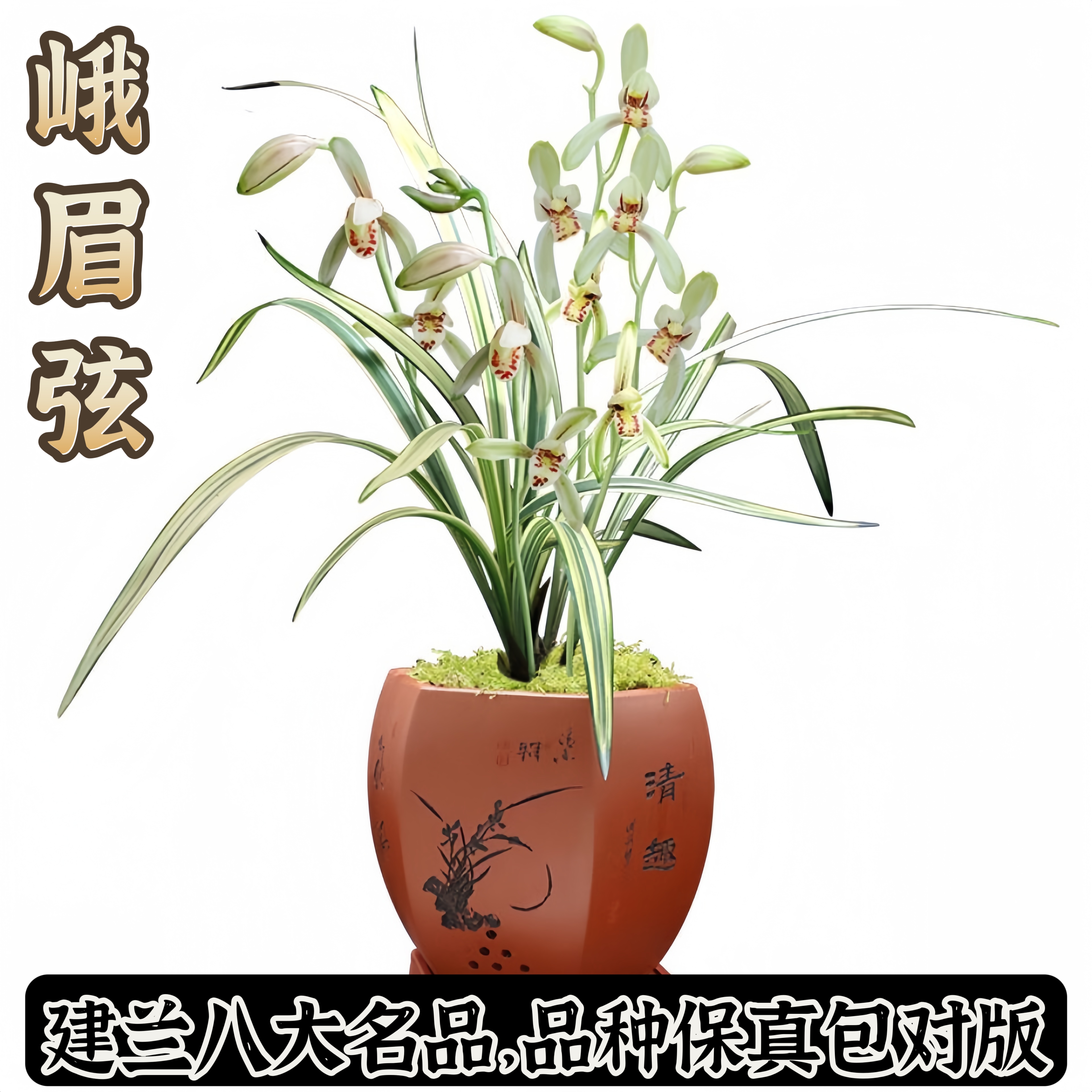 峨眉弦建兰八大名品原生老种