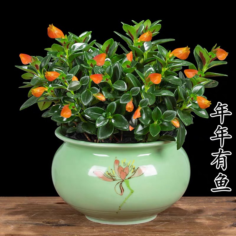 金鱼花盆栽花卉植物室内花四季常青开花美观挑选盆景植物客厅桌面