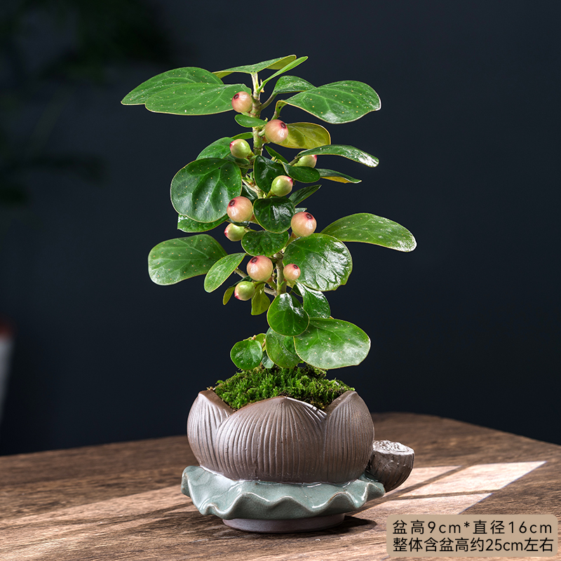 小盼菩提树盆景植物花卉盆栽室内花四季常青树客厅办公室桌面绿植