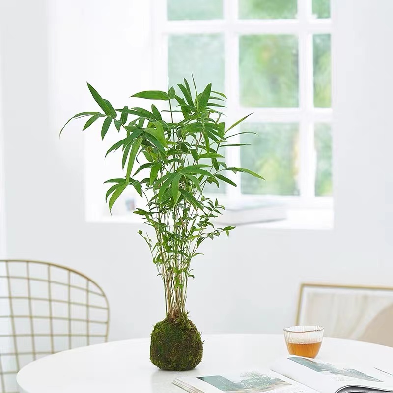 米竹苔藓球盆栽水培水培植物室内花四季青美观造型客厅办公室桌面