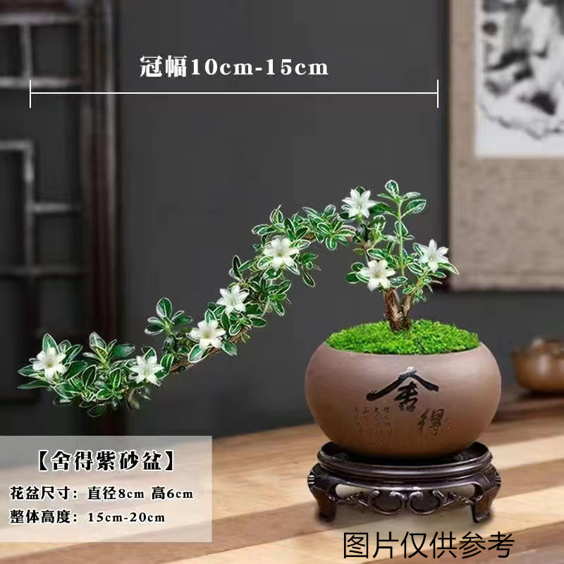 六月雪盆栽花卉造型植物室内花四季青美观客厅阳台办公室桌面花草