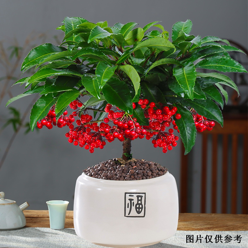 富贵籽盆栽带果冬季变红果客厅桌面植物室内花四季常绿树苗满堂红